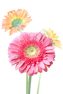 粉红色的菊花 白上隔着水滴生长季节叶子格柏雏菊植物宏观礼物生日气泡图片