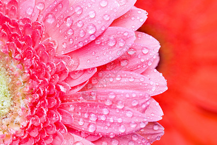用水滴紧贴粉红菊花叶子生日宏观礼物气泡格柏生长雏菊植物雨滴图片