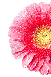 粉红色的菊花 白上隔着水滴宏观雨滴季节雏菊格柏生日叶子生长花束紫色图片