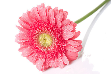 粉红色的菊花 白上隔着水滴格柏宏观花瓣植物礼物花束雏菊叶子气泡植物群图片