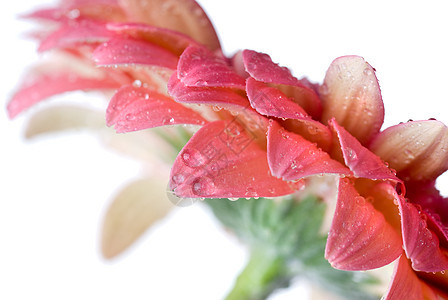 粉红色的菊花 白上隔着水滴气泡礼物花瓣生长雏菊生日植物宏观雨滴格柏图片