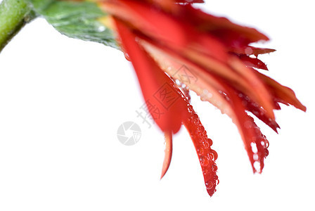 红色的驴子甲状腺头和水滴 随心所欲地分离而成宏观花瓣植物雏菊花束格柏季节气泡礼物生日图片