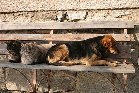 猫和狗玩笑话动物朋友墙纸友谊宠物小猫鼻子胡须明信片图片