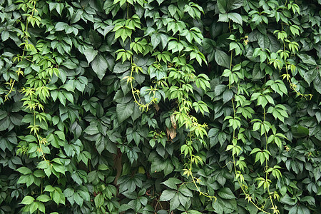 绿色背景豆芽环境地面植物群叶子墙纸园艺植物宏观温室图片