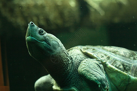 海龟情调海洋动物学动物热带异国图片