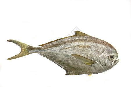 外来异国鱼餐厅情调海鲜动物渔业食物厨房尾巴鳟鱼美食图片