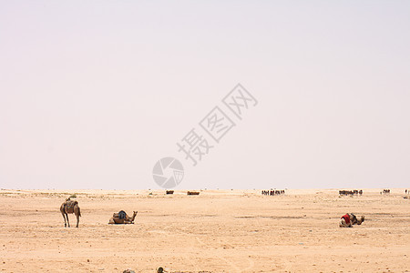 撒哈拉运输旅行动物天空单峰太阳哺乳动物绿洲大篷车沙漠图片