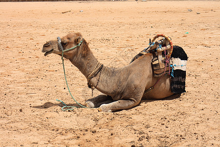 撒哈拉旅行哺乳动物游客沙丘动物天空运输绿洲骆驼大篷车图片