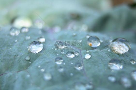 滴落植物光合作用植物群叶子温室植被森林草本植物季节植物学图片