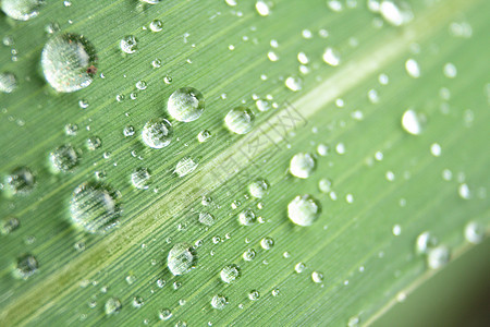水滴叶子花园光合作用森林草本植物植被植物植物群环境园艺图片