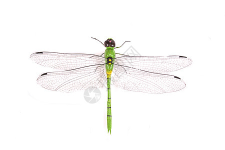 龙白色黑色脆弱性昆虫绿色动物蜻蜓格子沼泽身体图片