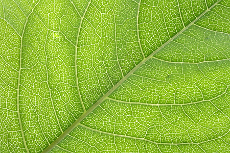 树叶纹理蔬菜叶子热带生物学森林叶绿素农业草本植物植物生态图片