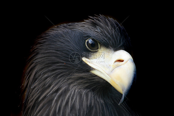 鹰头翅膀野生动物黄色动物白色黑色羽毛力量荒野自由图片