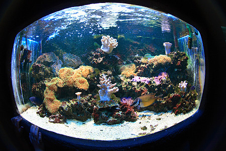 水族馆背景海葵潜水员蓝色运动海洋旅行热带浮潜浮潜者假期图片