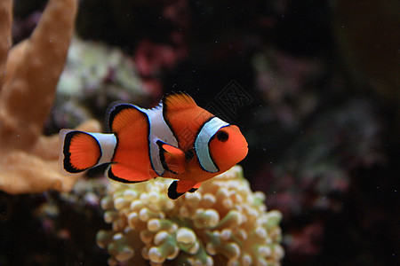 水族馆背景运动热带海葵浮潜者珊瑚潜水海洋旅行国家浮潜图片