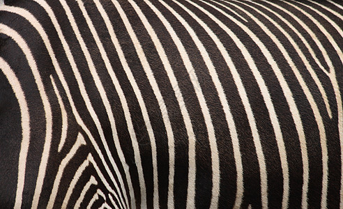 斑马纹理荒野黑色线条条纹插图丛林皮肤情调动物群动物园图片