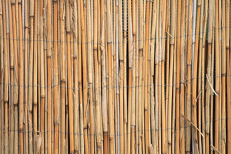 bambus 纹理图片