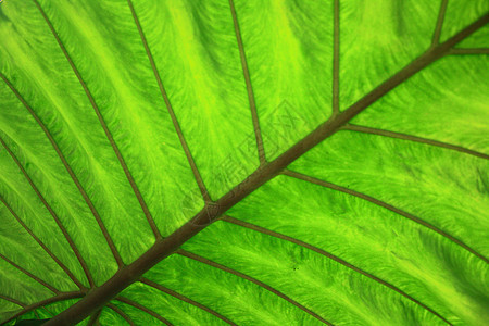 绿色天然绿叶背景条纹散热阴影叶状体花园植物生活棕榈森林异国图片