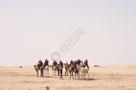 撒哈拉自由旅行单峰绿洲哺乳动物运输晴天野生动物沙丘骆驼图片