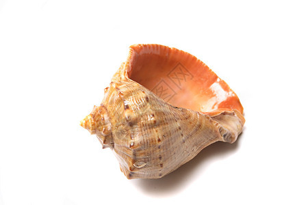 海贝壳水族馆贝壳海洋生物蜗牛螺旋海滩热带动物海螺图片