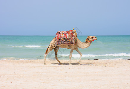 骆驼在海滩上游客运输大篷车沙漠晴天哺乳动物绿洲野生动物自由旅游图片
