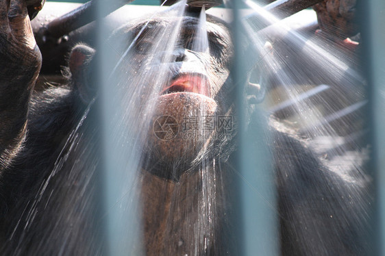 猴子猴荒野灵长类耳朵动物舌头动物园牙齿黑猩猩微笑眼睛图片