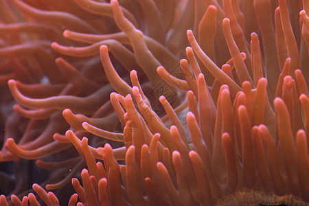 水族馆背景海洋运动假期情调潜水员热带海葵浮潜者蓝色异国图片