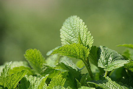 绿色薄雾背景植物学季节阴影地面地球植物园艺花园绿色植物墙纸图片