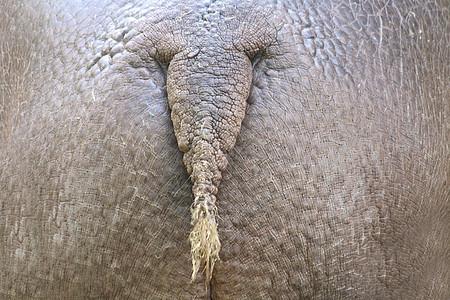 河马屁股灰色臀部船尾皮肤哺乳动物尾巴棕色荒野野生动物动物图片