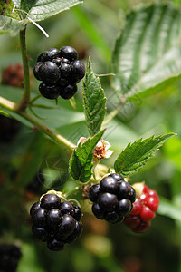 黑莓香味健康浆果花园食物荆棘叶子香气甜点黑色图片