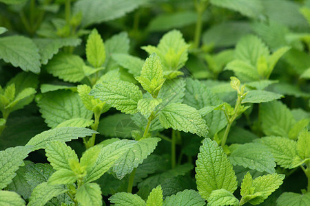 绿色绿薄膜阴影生态季节植物群温室叶子墙纸地球宏观植物学图片