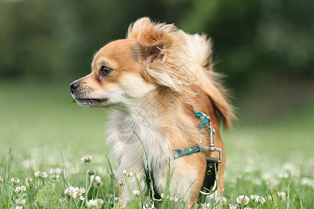 吉瓦华人血统公园犬类草地晴天幸福长发动物小狗图片
