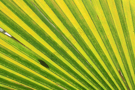 绿叶背景花园散热棕榈宏观绿色叶子植物热带阴影情调图片
