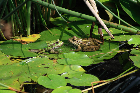 两只青蛙在大自然中图片