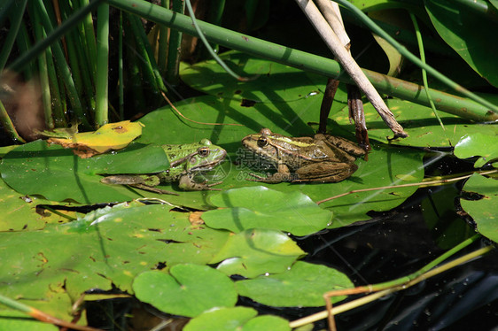 两只青蛙在大自然中图片