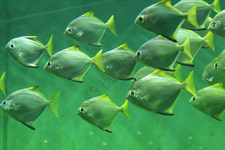 鱼类背景女性假期情调浮潜旅行水族馆热带潜水异国浮潜者图片