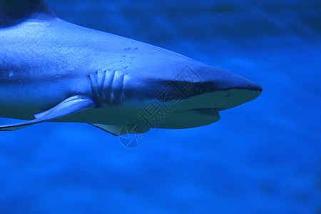 鲨鱼危险吸盘捕食者海洋游泳潜水蓝色牙齿热带捕鲸图片