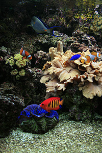 水族馆背景潜水情调珊瑚潜水员旅行异国运动浮潜者浮潜海葵图片
