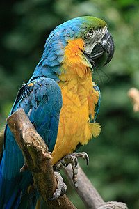 彩色鹦鹉黄色模仿警报蓝色表现力翅膀羽毛热带生物金刚鹦鹉图片