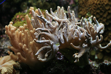 水族馆背景海洋海葵潜水女性浮潜者假期情调旅行异国浮潜图片