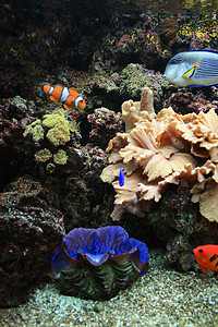 水族馆背景旅行珊瑚海葵浮潜者运动浮潜蓝色异国假期海洋图片