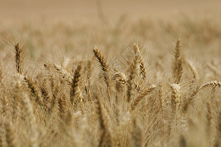 金金玉米收成谷物太阳粮仓天空植物面包玉米小麦晴天图片