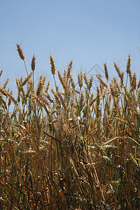 玉米字段面包粮食种子天空粮仓稻草食物耳朵烘烤收成图片