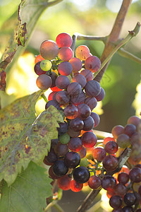 红葡萄农业绘画藤蔓水果植物营养夹子叶子收成食物图片