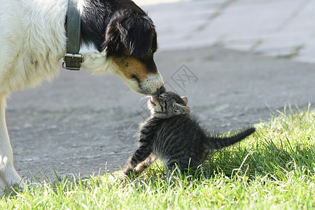 猫和狗墙纸耳朵友谊胡须玩笑话宠物明信片鼻子猫咪伴侣图片