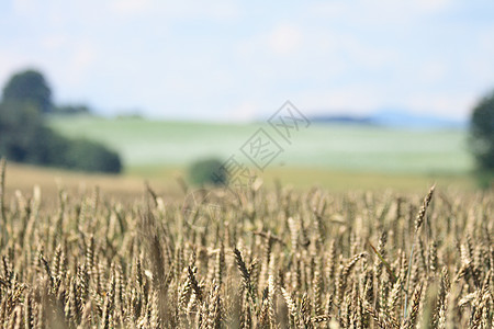 玉米字段植物粮仓天空农村燕麦阳光耳朵太阳农业种子图片