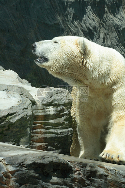 冰熊海洋动物园气候力量食肉猎人冰帽哺乳动物白色动物图片