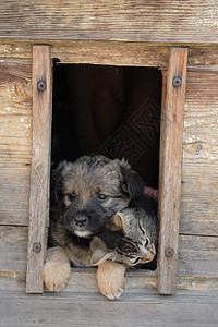 猫玩耍猫和狗是朋友明信片玩笑话鼻子胡须宠物耳朵小猫友谊墙纸动物背景