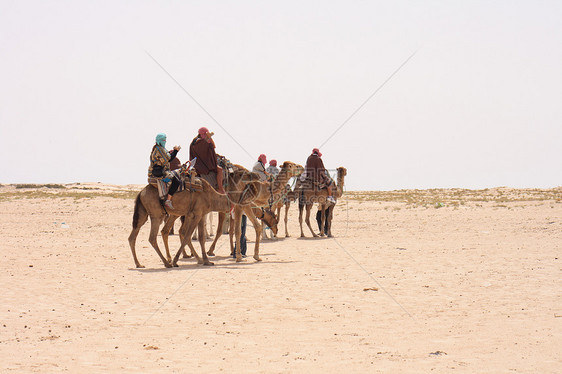 骆驼和沙哈哺乳动物大篷车旅游自由天空晴天动物野生动物绿洲游客图片