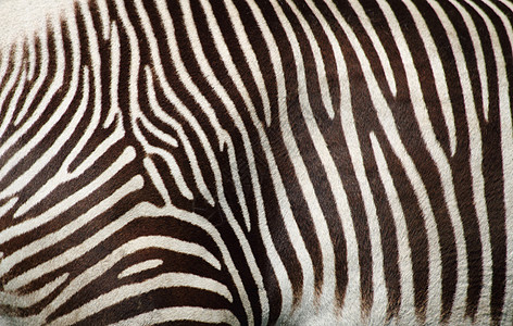 斑马纹理异国材料情调野生动物动物群黑色白色线条条纹绘画图片